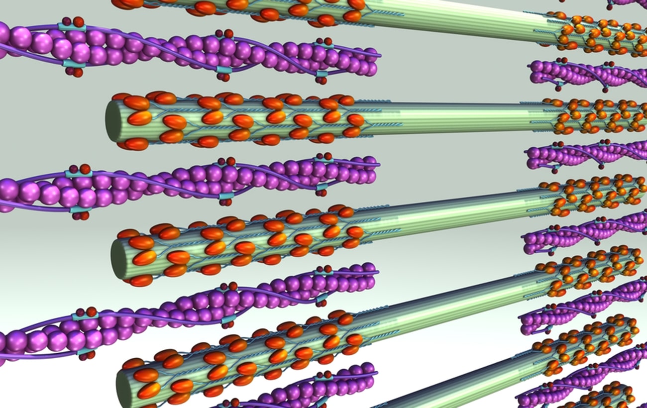 L’importance du potassium